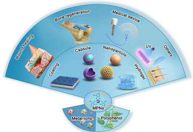 南方医科大学郭金山教授/胡志奇教授《Adv. Sci.》:金属-多酚网络在生物医学领域的抗菌应用